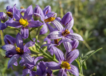 Close-up of insect on purple flowering plant