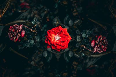 High angle view of rose bouquet