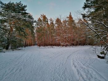 Trees on snow covered field against sky