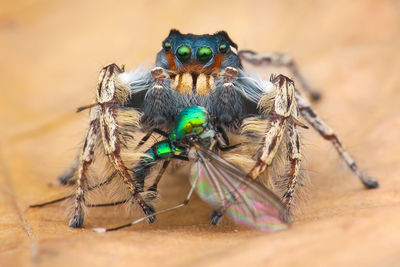 Close-up of spider