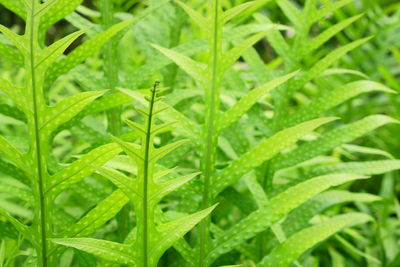 Full frame shot of fresh green grass