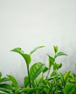 Close-up of plants against blurred background