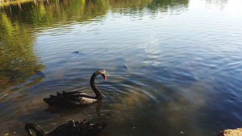 High angle view of swan swimming in lake