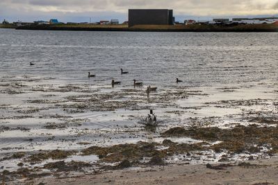 Birds by sea against sky