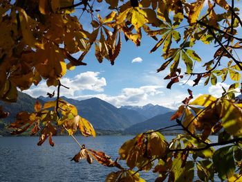 Autumn leaves on tree by mountains against sky