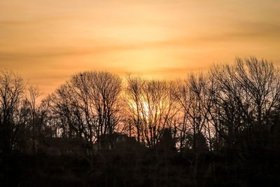 Silhouette plants against sky during sunset