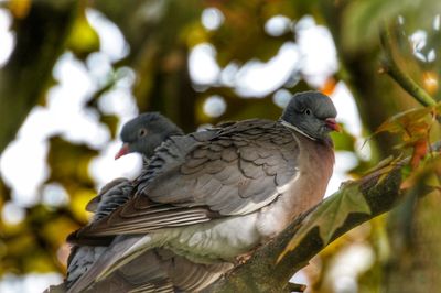 Close-up of parrot perching on tree