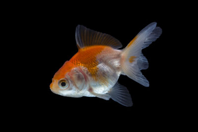 Close-up of fish swimming in sea