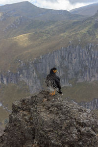 Bird perching on rock