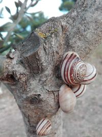 Close-up of tree trunk