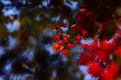 Close-up of maple leaves on tree