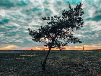 Tree on field against sky