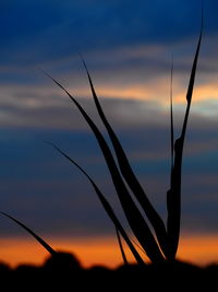 Close-up of silhouette plant against sky during sunset