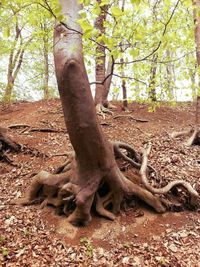 Trees in forest