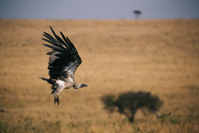 Close-up of vulture flying over field