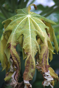 Close-up of wilted plant