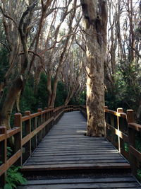 Footbridge over trees