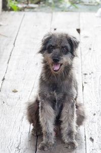 Close-up of dog on footpath