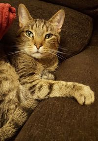 Close-up portrait of cat