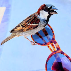 Close-up of bird tweeting in the glasses 