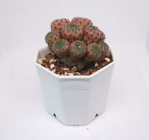 Close-up of potted plant against white background