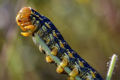 Close-up of caterpillar on leaf