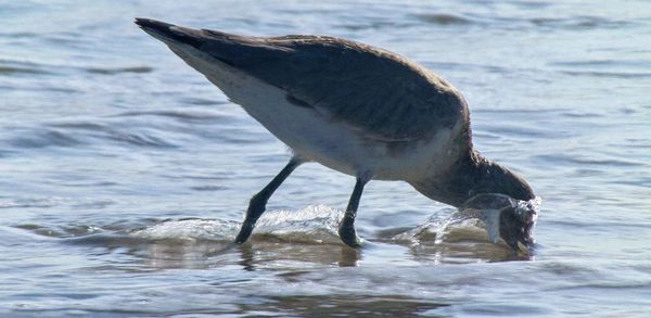 Close-up of seagull on a sea