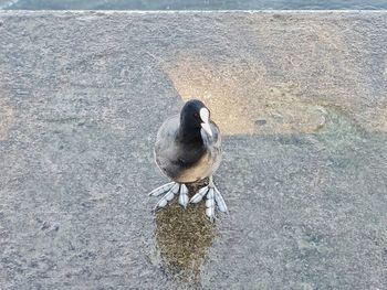 High angle view of bird perching on land