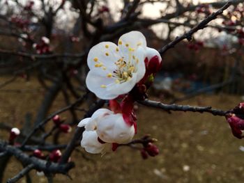 Close-up of apple blossoms in spring