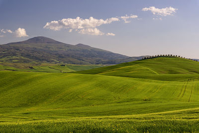 Scenic view of agricultural field against sky