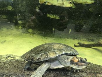 Turtle swimming in sea