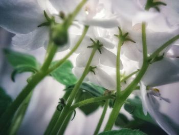 Close-up of white flowers