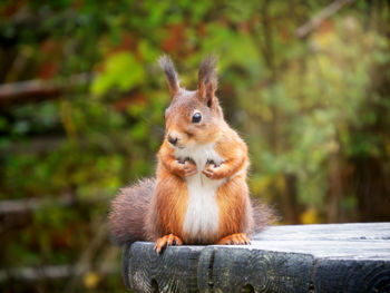 Close-up of squirrel