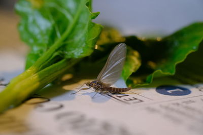 Close-up of leaf on paper