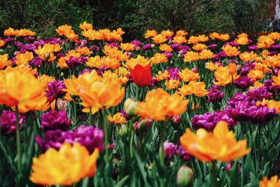 Close-up of multi colored flowers blooming on field