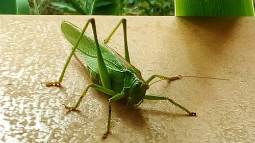 Close-up of grasshopper