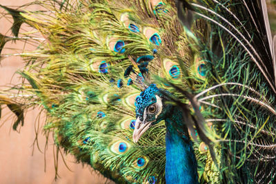 Close-up of a peacock