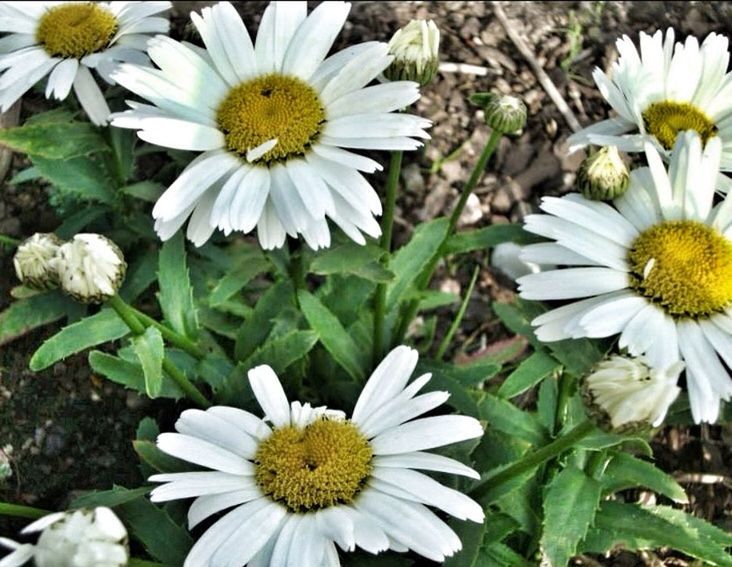 flower, petal, freshness, fragility, flower head, daisy, white color, pollen, growth, beauty in nature, blooming, high angle view, yellow, nature, plant, close-up, field, insect, in bloom, focus on foreground