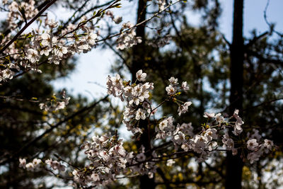 Close-up of cherry blossoms in spring