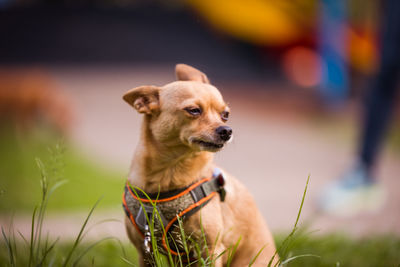 Close-up of a dog looking away