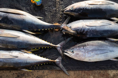 High angle view of fish for sale in market