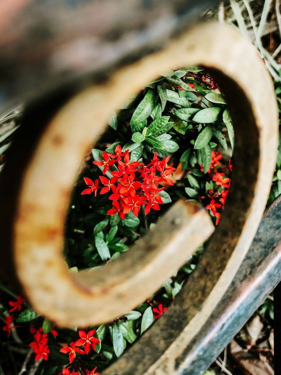 HIGH ANGLE VIEW OF POTTED PLANT ON RED FLOWERING PLANTS