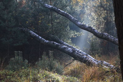 Sunlight falling on trees in forest