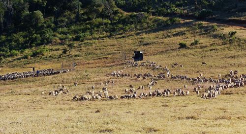 View of birds on field