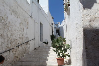 Potted plant on staircase by buildings