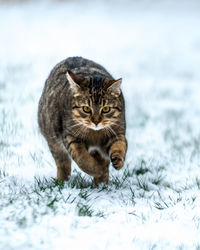 Close-up portrait of tabby cat