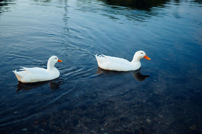 High angle view of ducks swimming in lake