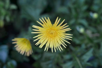 Close-up of yellow flowering plant