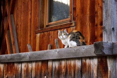 Cat lying on wooden floor