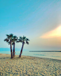 Palm trees on beach against sky during sunset